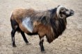/album/fauna-a-flora/zoo007-jpg/
