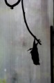 /album/fauna-a-flora/zoo019-jpg/