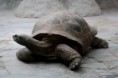 /album/fauna-a-flora/zoo021-jpg/