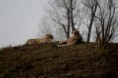 /album/fauna-a-flora/zoo025-jpg/