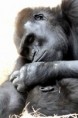 /album/fauna-a-flora/zoo029-jpg/