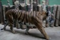 /album/fauna-a-flora/zoo041-jpg/