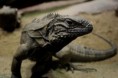 /album/fauna-a-flora/zoo044-jpg/